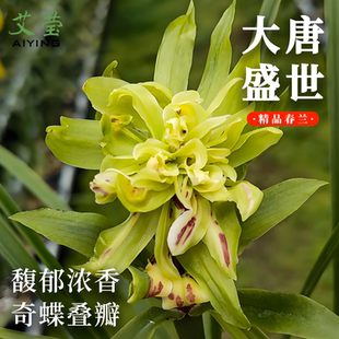 春兰奇花名品大唐盛世兰花苗盆栽冬带花苞浓香型好养花卉绿植盆栽