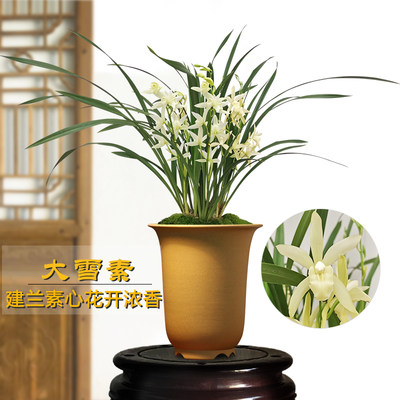 大雪素四季兰素心兰花夏新手好养