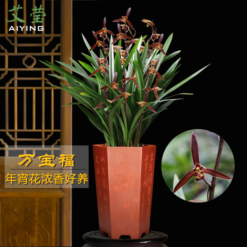 好养盆栽有香味兰花苗