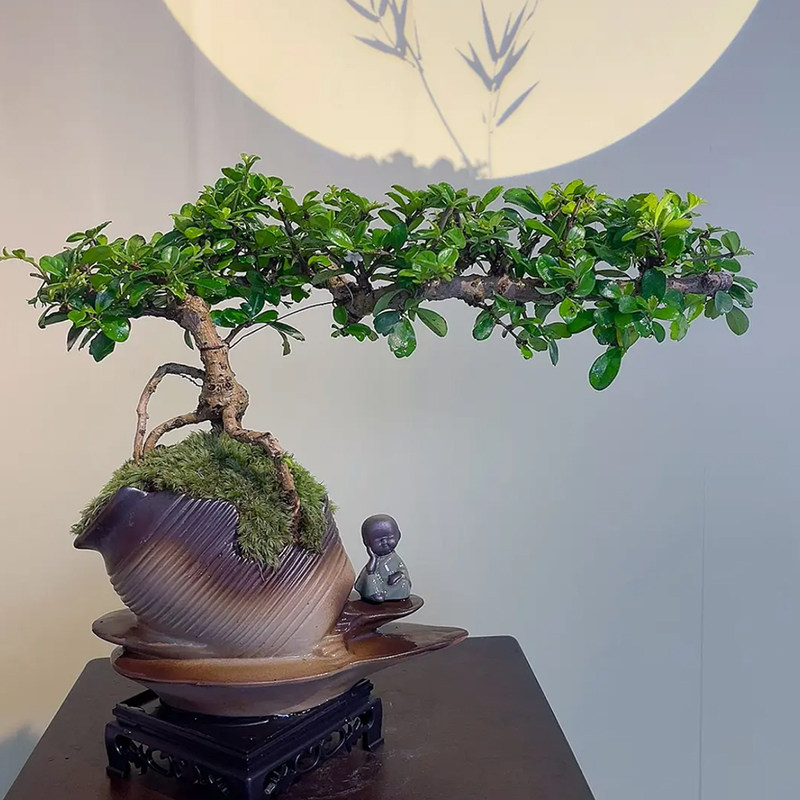 小叶福建茶悬崖盆栽绿植花卉造型飘枝老桩迷你盆景茶几中式q