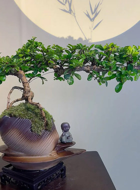 悬崖飘枝福建茶迷你盆景