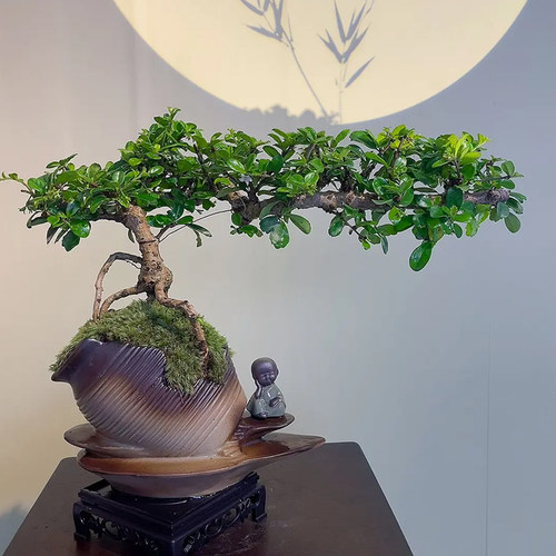 悬崖飘枝福建茶迷你盆景