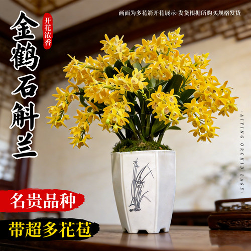冬带花金鹤香水名贵石斛兰花盆栽
