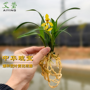 中华瑰宝 春兰矮种新品 冬带花苞出售荷瓣花卉盆栽 兰花苗 有香味