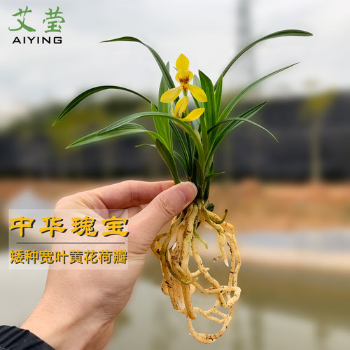 有香味矮种中华荷瓣兰花苗