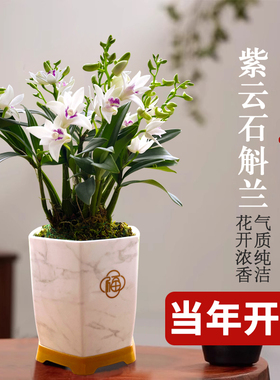 艾莹兰花苗 紫云泼墨石斛兰 现带花苞出售好养绿植物盆栽桌面花卉