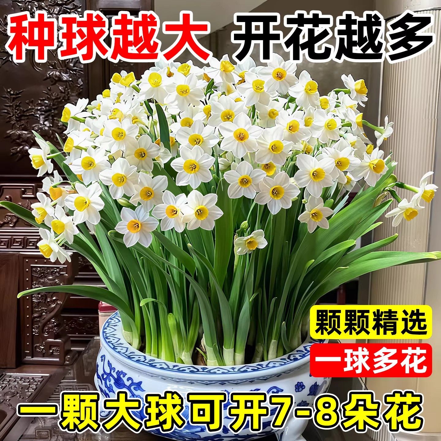 漳州水仙花盆栽带花苞种球水养水培植物年宵花办公室桌面绿植花卉,鲜花速递/花卉仿真/绿植园艺,时令草本花卉,淘宝优惠券,粉丝福利购,淘宝优惠卷