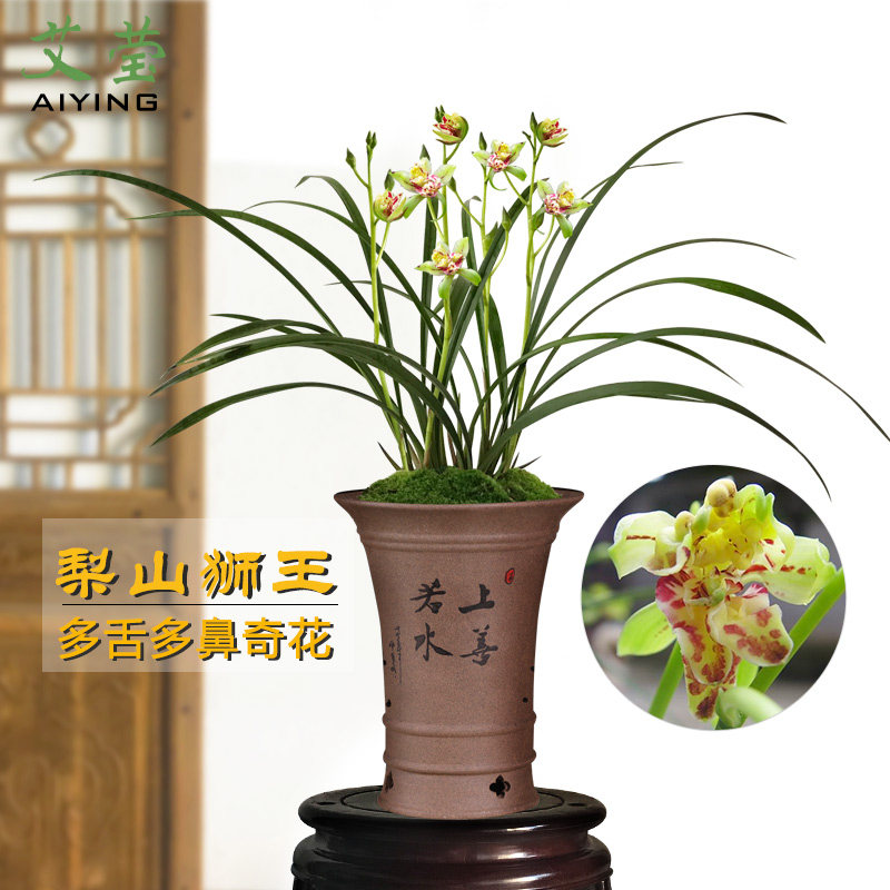 艾莹兰花苗 四季兰奇花梨山狮王 现带花苞出售室内阳台好养盆栽草