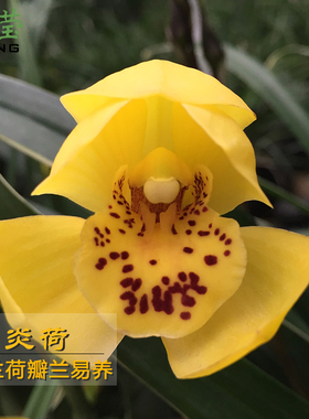 艾莹兰花苗炎荷春兰新品黄色大花冬带花苞出售室内外阳台花卉盆栽