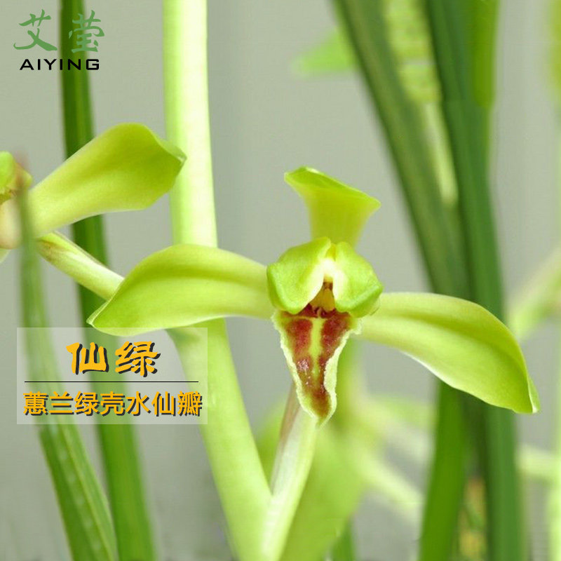 艾莹兰花苗 蕙兰水仙瓣 仙绿 冬带花苞出售阳台室内好养花卉盆栽