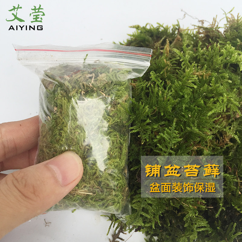 兰花专用苔藓 铺盆装饰保湿水草 美观绿化室内阳台花卉盆栽