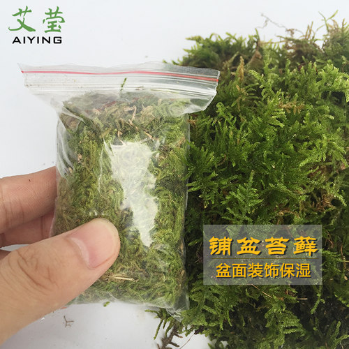 铺盆装饰保湿水草美观绿化