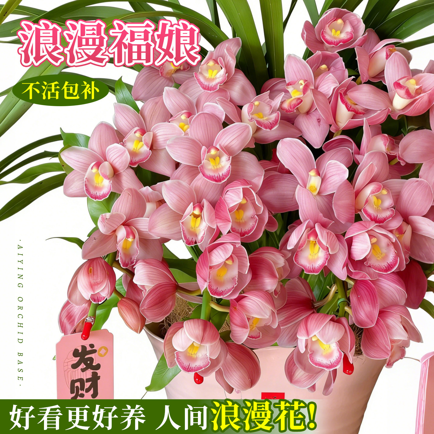 浪漫年宵花大花蕙兰樱花盆栽图片