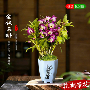 精品香水金钗石斛高级兰花盆栽冬带花苞国宝级好养甜心名贵浓香型