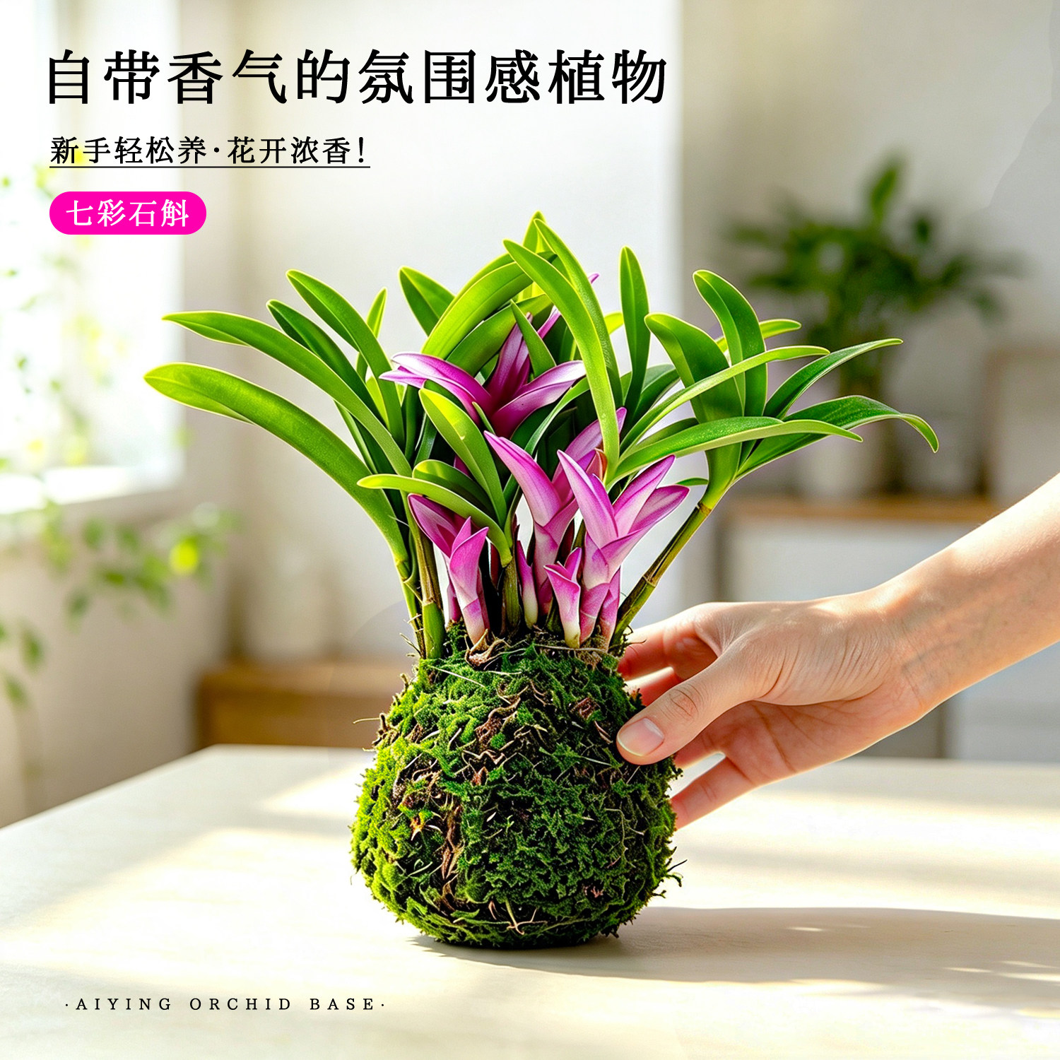 水培香水七彩石斛兰苔藓球盆栽四季开花浓香花卉绿植物懒人好养活
