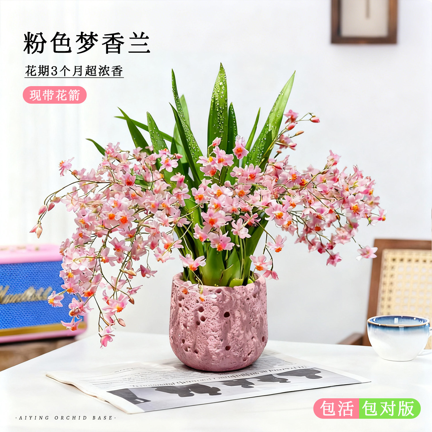 奶油粉梦香文心兰苗水培带花苞盆栽室内名贵迷你浓香植物四季花卉,鲜花速递/花卉仿真/绿植园艺,国兰/杂交兰/洋兰类,淘宝优惠券,粉丝福利购,淘宝优惠卷