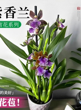 紫香兰盆栽带花苞蝴蝶兰精品兰花石斛兰室内好养四季浓香型花卉