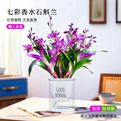 适合懒人养的花石斛兰盆栽带花