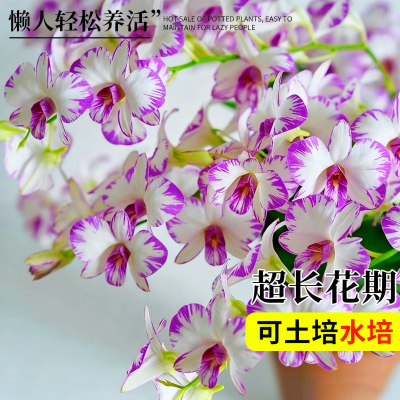 泼墨石斛兰带花苞香水石斛兰