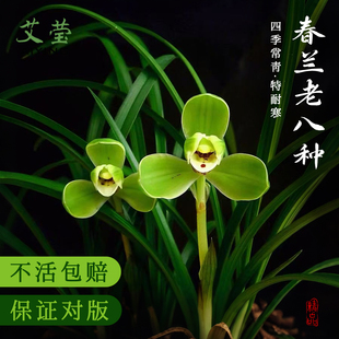 艾莹兰花苗春兰原生老八种宋梅集圆 浓香好易养室内绿植花卉盆栽