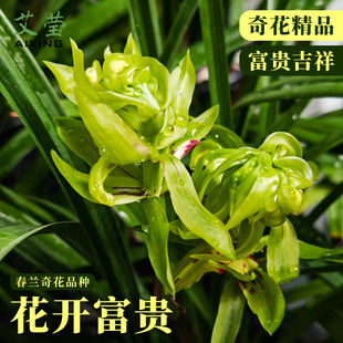 春兰奇花花开富贵带花苞兰花苗盆栽 名品浓香型好养室内花卉绿植