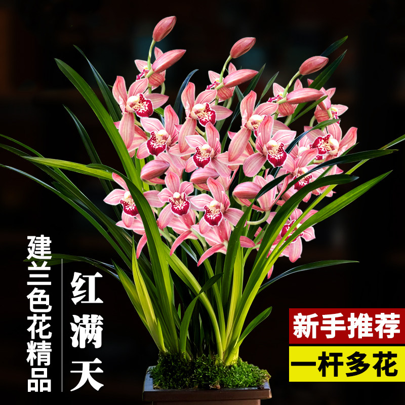 兰花苗盆栽建兰红满天现带花苞室内客厅花卉绿植好养易活净化空气,鲜花速递/花卉仿真/绿植园艺,时令草本花卉,淘宝优惠券,粉丝福利购,淘宝优惠卷