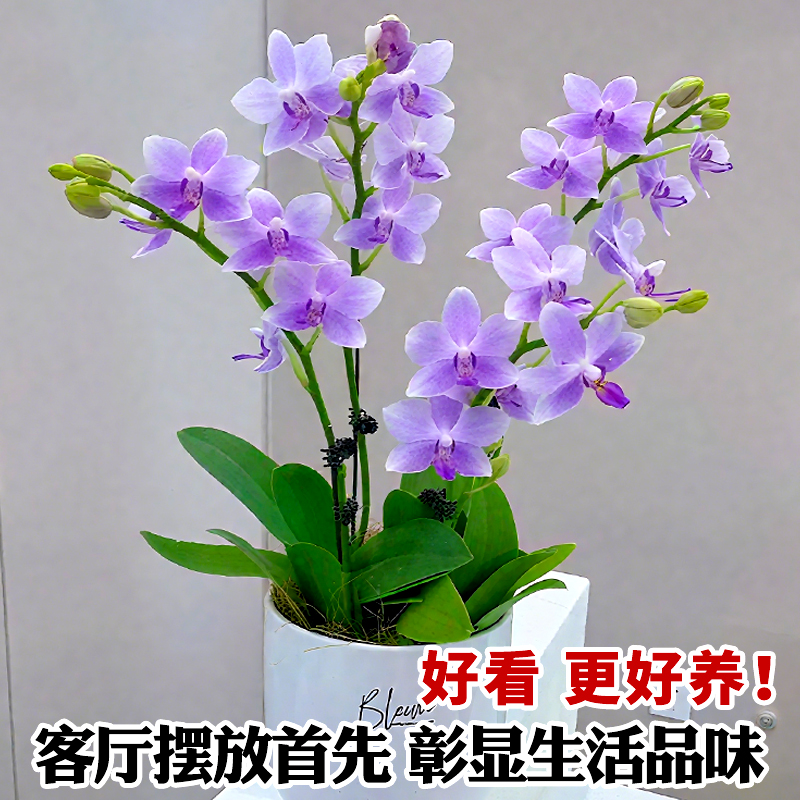 蝴蝶兰盆栽带花苞紫星耐寒花卉