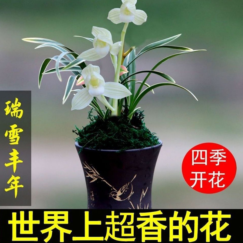 艾莹兰花苗 浓香型四季兰 金边矮种好养 建兰阳台花卉盆栽绿植