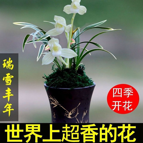 艾莹花卉浓香型金边矮种好养