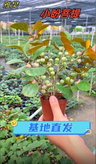 菩提树盆景小盼菩提盆栽中式禅意小盆栽室内观果绿植创意微盆景观-封面