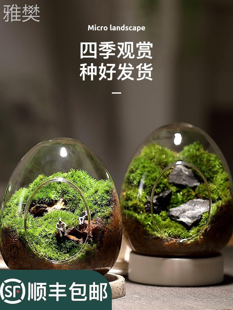 苔藓微景观生态瓶闷养桌面迷你小盆栽办公室内创意造景绿植物摆件