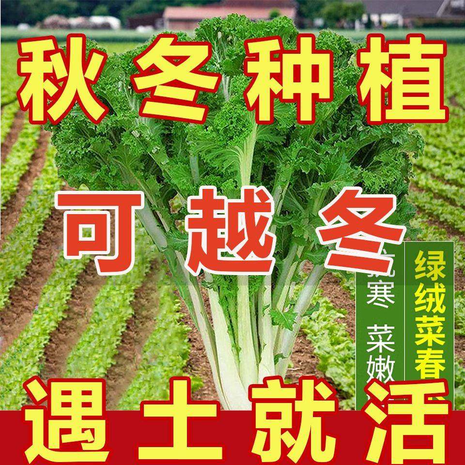 【可越冬】真好吃绿绒菜春不老青菜花叶苔菜秋冬季蔬菜