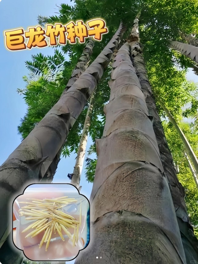 大型巨龙竹楠竹种子食用竹笋种子四季庭院室外种植巨龙竹竹子种子