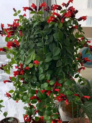 耐寒不怕冻的植物吸净化空气口红吊兰盆栽花卉室内阳台垂吊兰