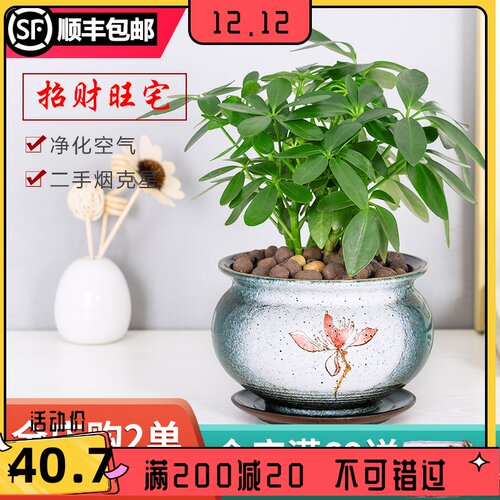 绿植室内净化空气小盆栽景素材模板 绿植室内净化空气小盆栽景图片下载 小麦优选 绿植室内净化空气小盆栽景素材模板 绿植室内净化空气小盆栽景图片下载 小麦优选