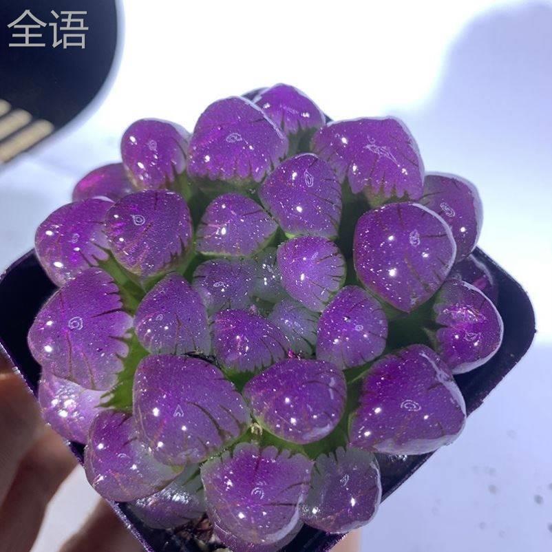 小清新多肉冰灯玉露室内彩色植物四季易养活水晶室内桌面盆