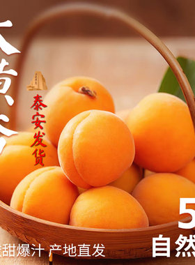 山东大黄杏子新鲜水果