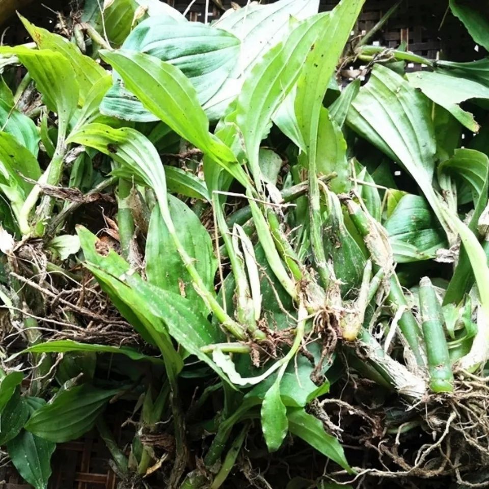 见血清新鲜现拔可盆栽种植药用羊耳蒜立地好中草药材见血青