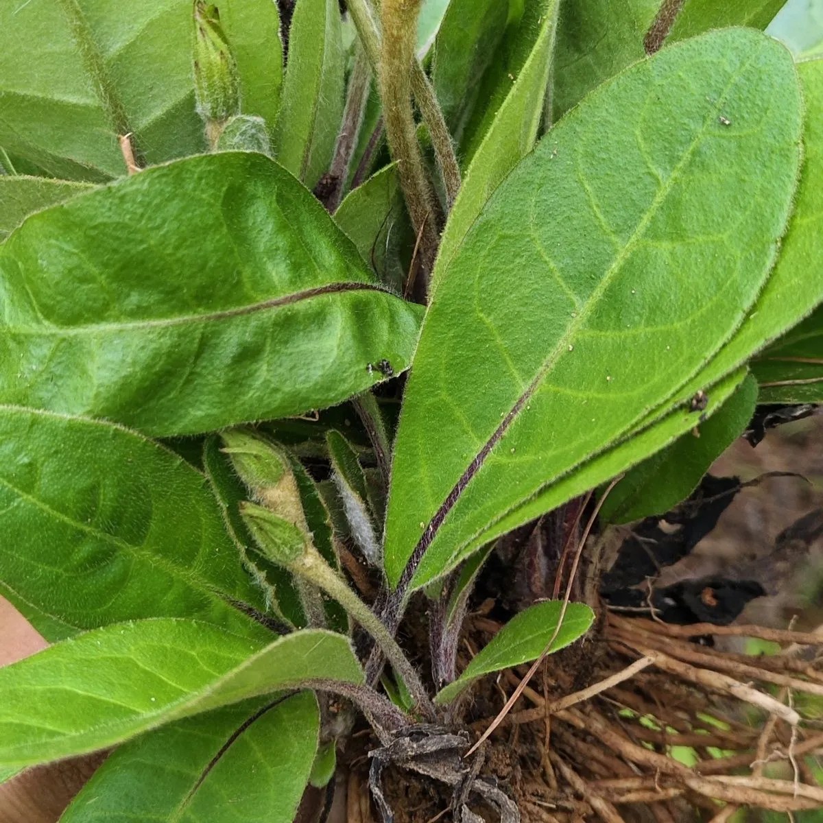 山区纯天然新鲜毛大丁草兔耳风一支箭白头翁扑地香煲汤现挖发货