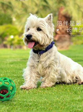 宠物玩具镂空狗狗耐咬磨牙玩具球泰迪金毛发声益智橡胶铃铛球猫咪