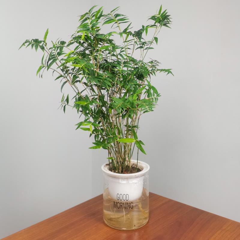 米竹盆栽室内水培懒人盆植物富贵凤尾竹绿植观音竹带根盆景竹子苗