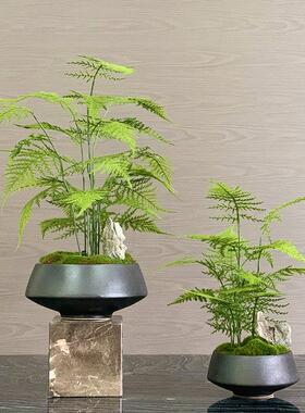 模拟绿色植物盆景新型中国风花卉模型房客厅售楼处入口植物芦笋盆