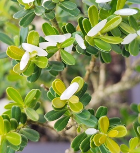 贵州省黔东南米叶黄杨简称：黔米（品种：重安）扦插苗，随机发货