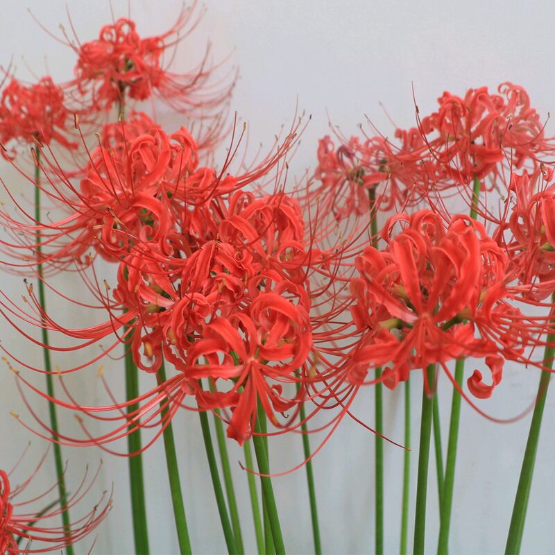 彼岸花球根素材模板 彼岸花球根图片下载 小麦优选