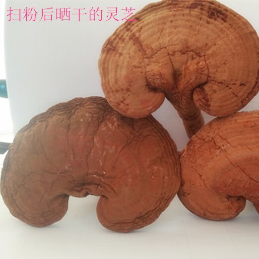 安徽特产岳西大别山农家自种灵芝孢子粉正品整枝磨粉干货500g包邮