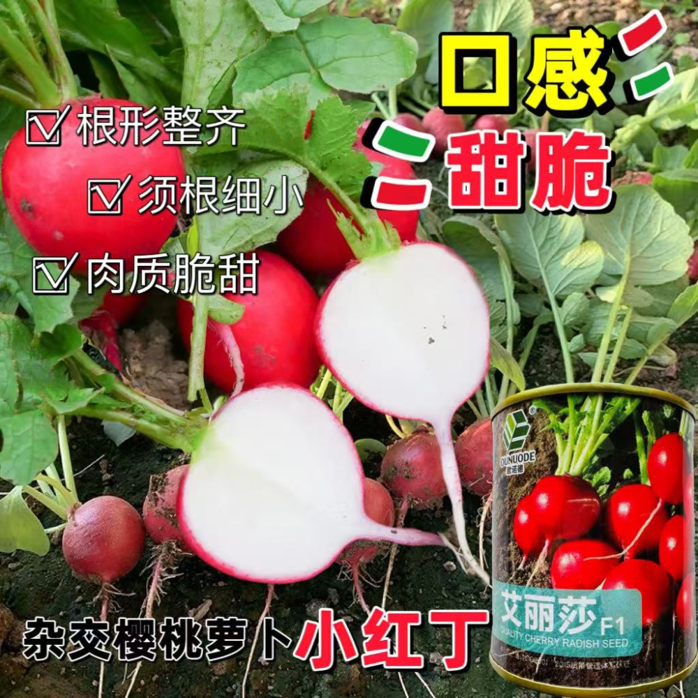 樱桃萝卜种子红皮白肉小萝卜种籽春秋播小型圆萝卜种孑耐裂耐糠心