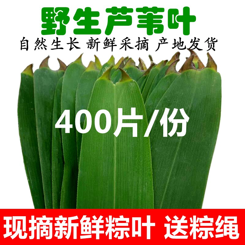 粽子叶芦苇叶新鲜野生粽叶清香 大号宽长包粽子叶子 400片现摘发