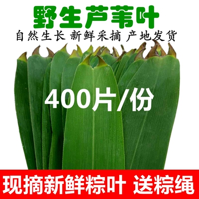 大号新鲜现摘包粽子叶片