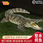 新鲜现杀整条鳄鱼桃李旺 鳄鱼掌鳄鱼尾巴肉 鳄鱼杀好净重约20斤