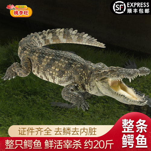 鲜活宰杀整条鳄鱼净重约20斤